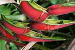 flowers heliconia red 