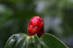 flowers heliconia red 