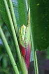 flowers heliconia red 