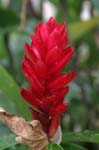 flowers heliconia red 