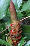 flowers heliconia red 