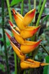 flowers heliconia yellow 