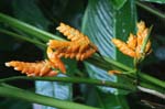 flowers heliconia yellow 