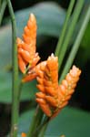 flowers heliconia yellow 