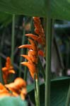 flowers heliconia yellow 