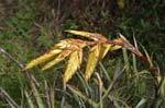 flowers heliconia yellow 