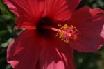 flowers hibiscus 