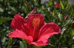 flowers hibiscus 