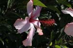 flowers hibiscus 