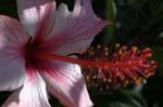 flowers pink hibiscus