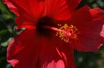 flowers red hibiscus