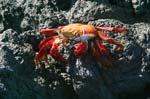 galapagos  sally lightfood crab 