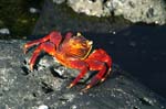 galapagos  sally lightfood crab 