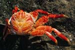 galapagos  sally lightfood crab 