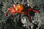 galapagos  sally lightfood crab 