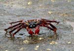 galapagos  sally lightfood crab 