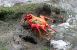 galapagos  sally lightfood crab 