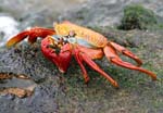 galapagos  sally lightfood crab 