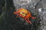 galapagos  sally lightfood crab 