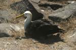 galapagos albatros 