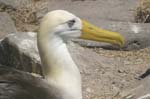 galapagos albatros 