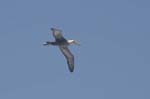 galapagos albatros 