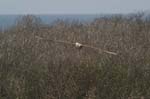 galapagos albatros 