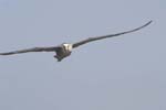 galapagos albatros 