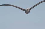 galapagos albatros 