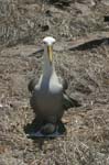 galapagos albatros 