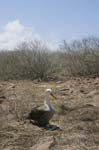 galapagos albatros 