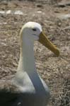 galapagos albatros 