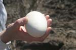 galapagos albatros egg 