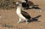 galapagos blue footed boobies 