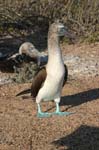 galapagos blue footed boobies 