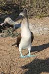 galapagos blue footed boobies 