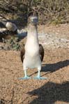 galapagos blue footed boobies 