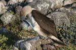 galapagos blue footed boobies 