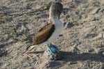 galapagos blue footed boobies 