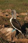 galapagos blue footed boobies 