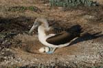 galapagos blue footed boobies 