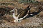 galapagos blue footed boobies 