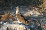 galapagos blue footed boobies 