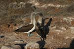 galapagos blue footed boobies 