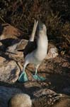 galapagos blue footed boobies 