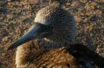 galapagos blue footed boobies 