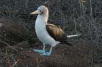 galapagos blue footed boobies 