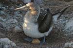 galapagos blue footed boobies 