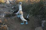 galapagos blue footed boobies 