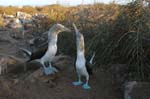 galapagos blue footed boobies 